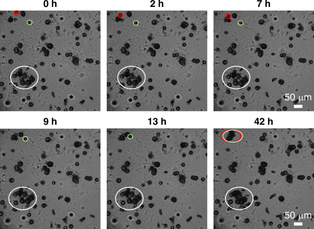 Long-term culture and morphological maturation of taste organoids enhance taste discrimination in a biomimetic biosensor.