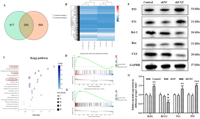 UXT enhances melanoma proliferation, migration, and invasion through modulation of the P53 signaling pathway.