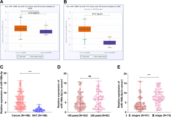 microRNA-196b-5p expression in cancer tissues is closely associated with clinical and pathological characteristics and prognosis of patients with non-small cell lung cancer.