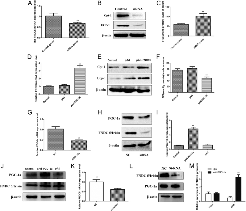 lncRNA RP11-34D15.2 sponges miR-223 to promote the PGC-1α/irisin signaling pathway, contributing to increased FFA and insulin resistance in obese children.