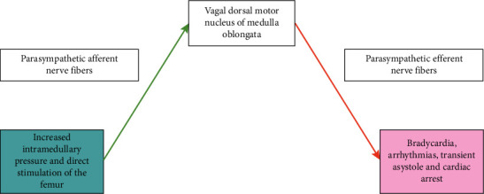 A Case of Intraoperative Reproducible Transient Bradycardia During Total Hip Arthroplasty: Direct Activation of Parasympathetic Vagal Afferents From Bone.