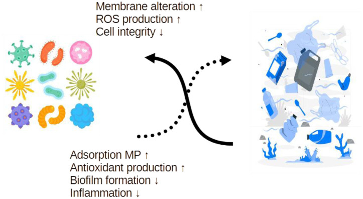 Microplastics and probiotics: Mechanisms of interaction and their consequences for health.