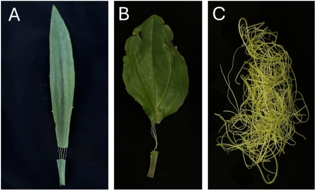 Plantago species are emerging model organisms for functional genomics and stress biology.