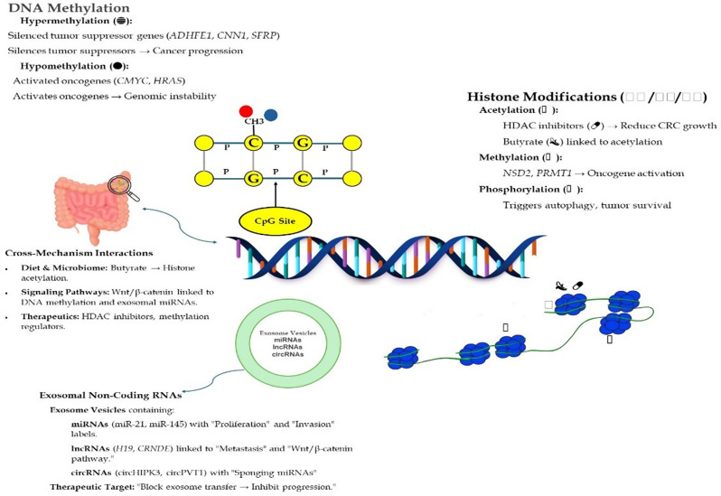 The role of physical activity and epigenetic changes in colorectal cancer prevention.