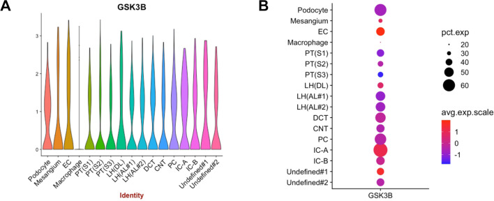 Glycogen synthase kinase 3β: a key player in progressive chronic kidney disease.