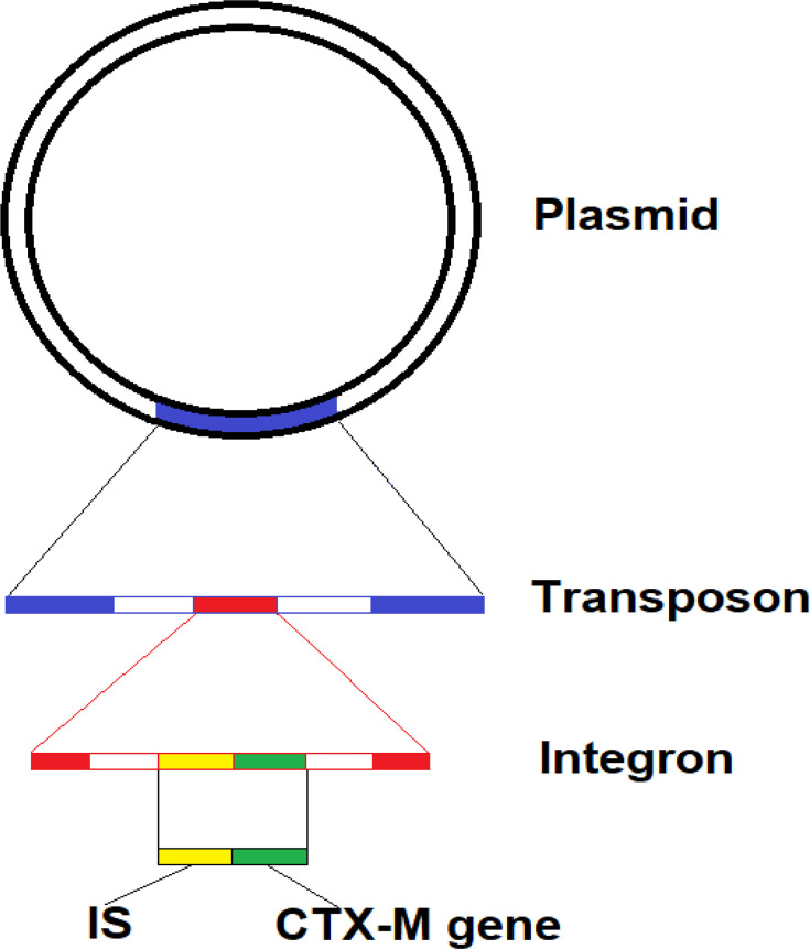 Extended-spectrum beta-lactamases: definition, history, an update on their genetic environment and detection methods.
