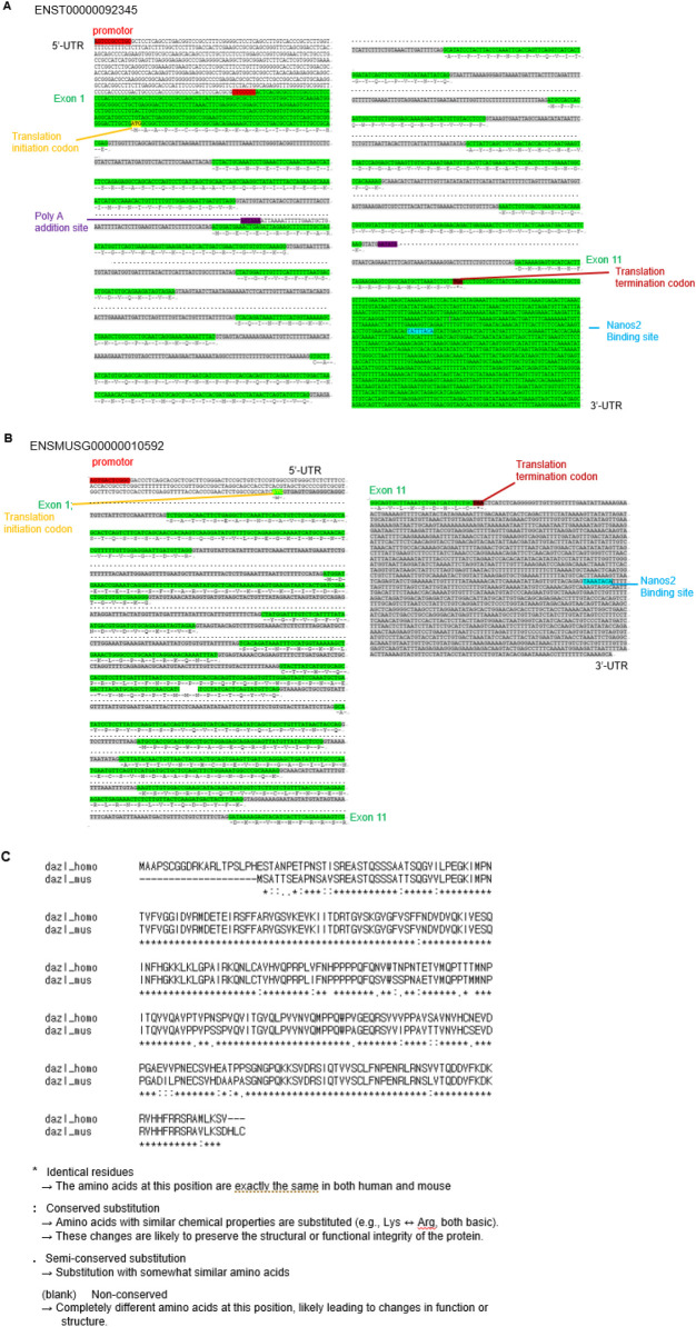 Anatomy and Function of Deleted in Azoospermia Like (DAZL) Gene in Human and Mouse.