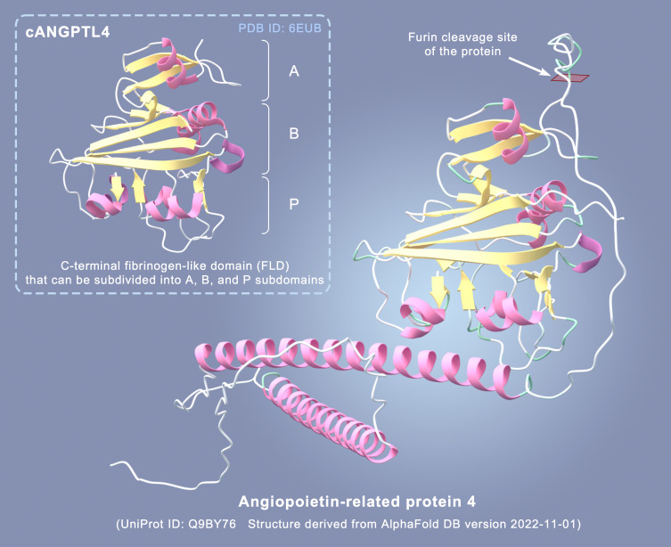 Adipose Factor ANGPTL4: Its Role in Aging Mechanisms and Associated Diseases.