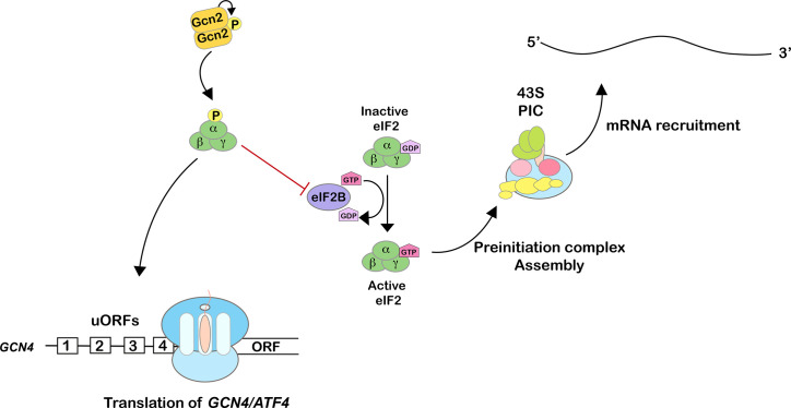 Insights into the role of collided ribosomes during the activation of the integrated stress response.