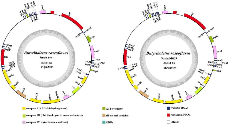 The first two complete mitochondrial genomes of <i>Butyriboletus roseoflavus</i> (Hai B. Li & Hai L. Wei) D. Arora & J.L. Frank 2014 (Boletales: Boletaceae) and phylogenetic analysis.
