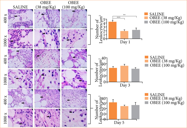 Healing effects of topically applied Ocimum basilicum L. on excisional wounds in mice.