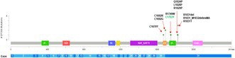 A Novel EP300 Variant in an African American Girl With Global Developmental Delay and Leukemia.