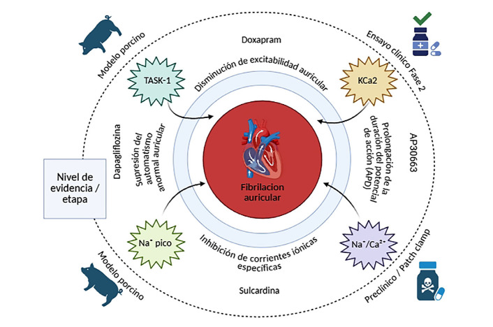 [Translational medicine and atrial fibrillation: ¿What new therapies are available?]
