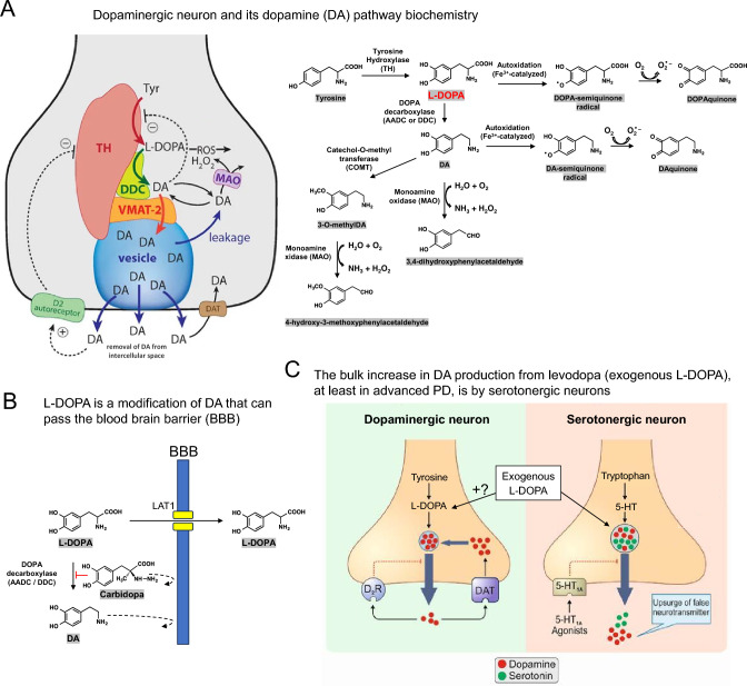 Levodopa treatment: impacts and mechanisms throughout Parkinson's disease progression.