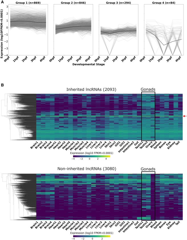 A comprehensive analysis of the inherited lncRNA and circRNA repertoire of zebrafish.