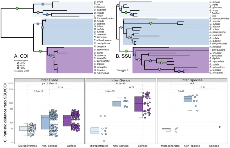 Exploring the potential of the COI gene marker for DNA barcoding of planktonic foraminifera.