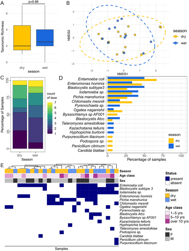 Eukaryotic composition across seasons and social groups in the gut microbiota of wild baboons.