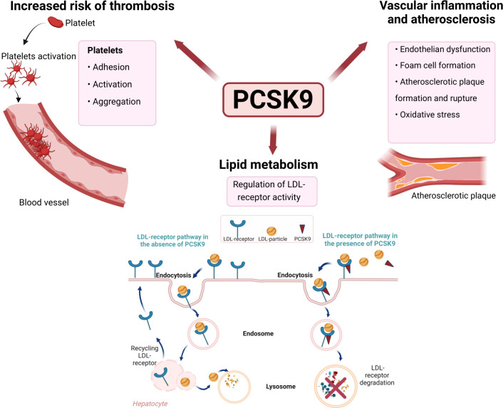 Glucocorticoid treatment in early rheumatoid arthritis is independently associated with increased PCSK9 levels: data from a randomised controlled trial.