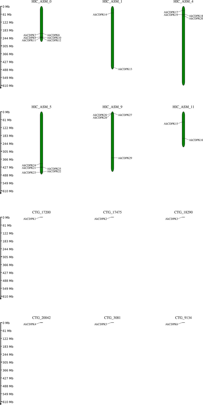 Identification of the AKCDPK gene family and AkCDPK15 functional analysis under drought and salt stress.