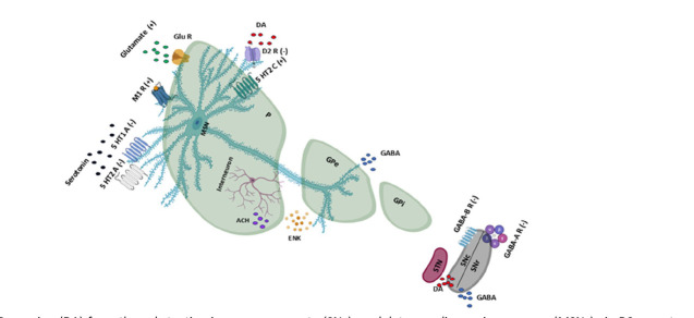 Does Dysregulation Of The Indirect Pathway Contribute To The Pathophysiology Of Catatonia Through Neurotransmitter Imbalance?