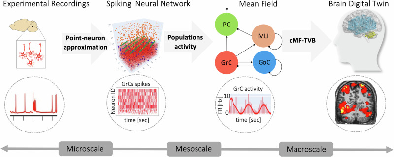 Region-specific mean field models enhance simulations of local and global brain dynamics.