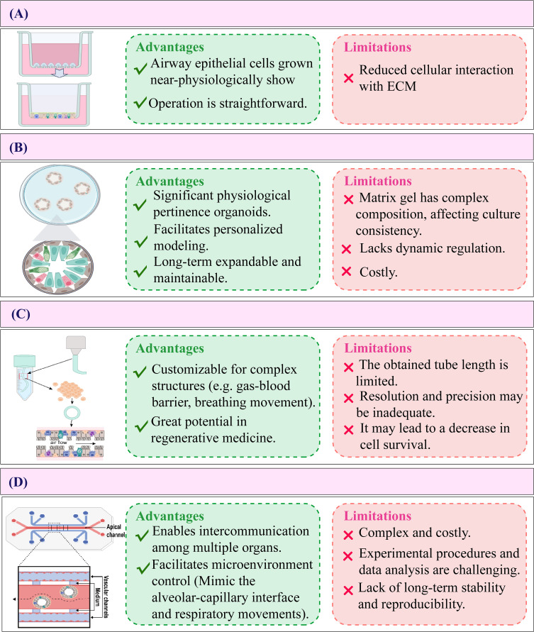 Airway Organoid Models as Pivotal Tools for Unraveling Molecular Mechanisms and Therapeutic Targets in Respiratory Diseases: A Literature Review.