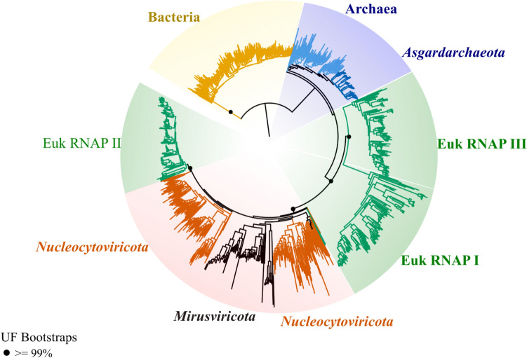 Ancient Host-Virus Gene Transfer Hints at a Diverse Pre-LECA Virosphere.