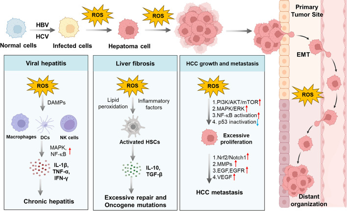 The spatiotemporal heterogeneity of reactive oxygen species in the malignant transformation of viral hepatitis to hepatocellular carcinoma: a new insight.
