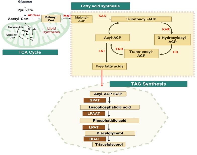 Microbial synthesis and extraction of value-added metabolites by Rhodotorula toruloides from waste stream: a sustainable approach.