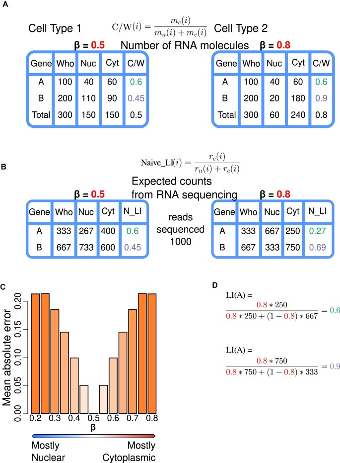 Studying relative RNA localization from nucleus to the cytosol.