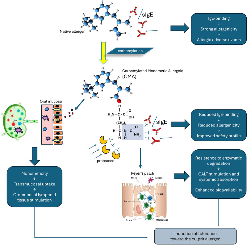 Carbamylated monomeric allergoids for sublingual immunotherapy in pediatric respiratory allergies.
