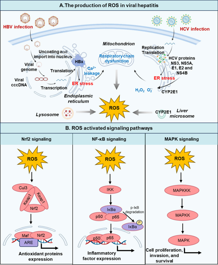 The spatiotemporal heterogeneity of reactive oxygen species in the malignant transformation of viral hepatitis to hepatocellular carcinoma: a new insight.
