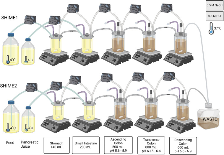 The effect of dietary transition on infant microbiota composition and metabolic activity captured with the simulator of the human intestinal microbial ecosystem (SHIME).