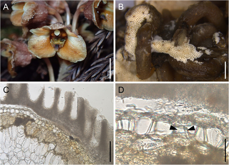 Integrated peloton and fruiting body isotope data shed light on mycoheterotrophic interactions in Gastrodia pubilabiata (Orchidaceae).