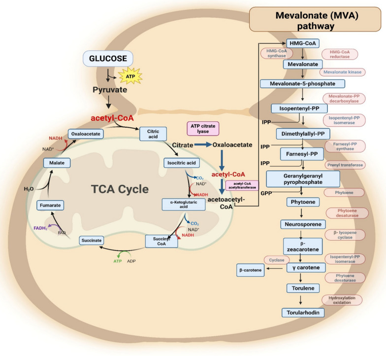 Microbial synthesis and extraction of value-added metabolites by Rhodotorula toruloides from waste stream: a sustainable approach.