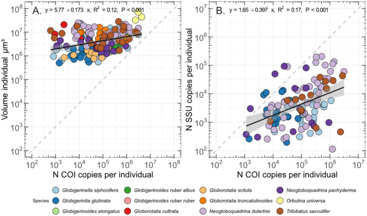 Exploring the potential of the COI gene marker for DNA barcoding of planktonic foraminifera.
