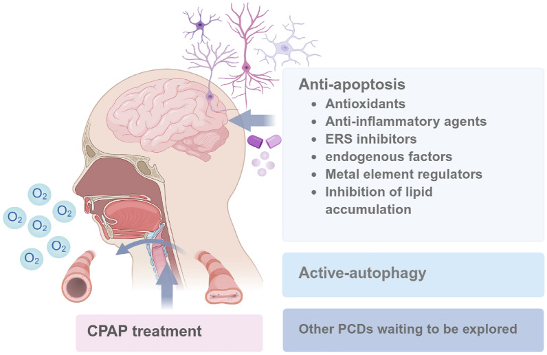 Programmed cell death in the cognitive impairment of obstructive sleep apnea.