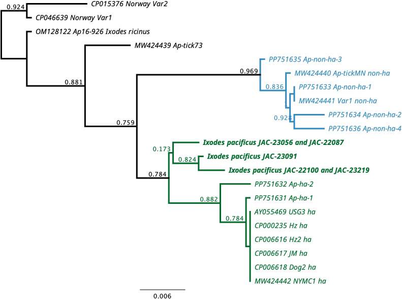Investigating the prevalence of three medically important pathogens in <i>Ixodes pacificus</i> from southern Oregon.