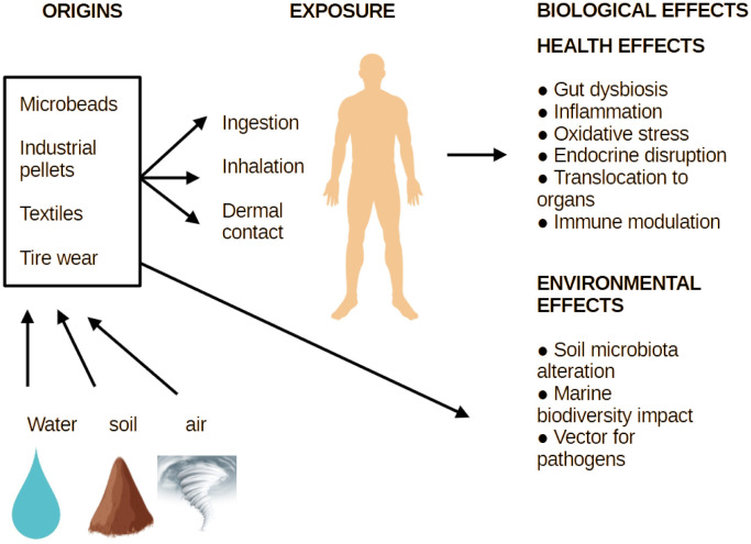 Microplastics and probiotics: Mechanisms of interaction and their consequences for health.