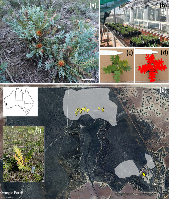 Experimental comparison of the genetic component of pollinator effectiveness in a shrub pollinated by birds, non-flying mammals and European honeybees.