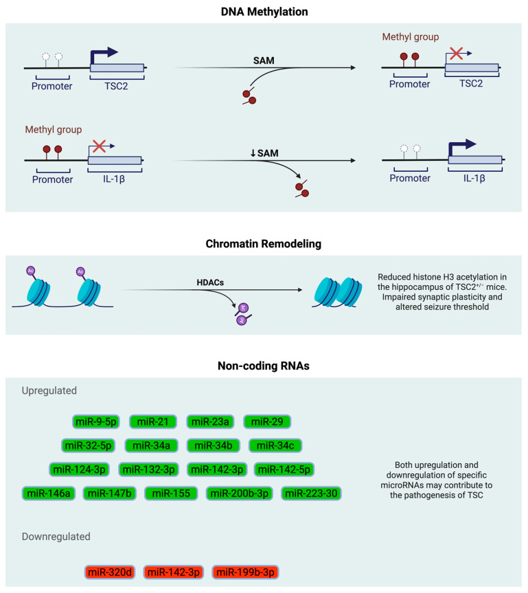 Epigenetic Insights into Tuberous Sclerosis Complex, Von Hippel-Lindau Syndrome, and Ataxia-Telangiectasia.