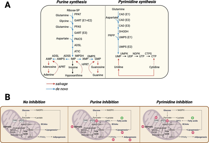 Regulation of adipogenesis by nucleotides.