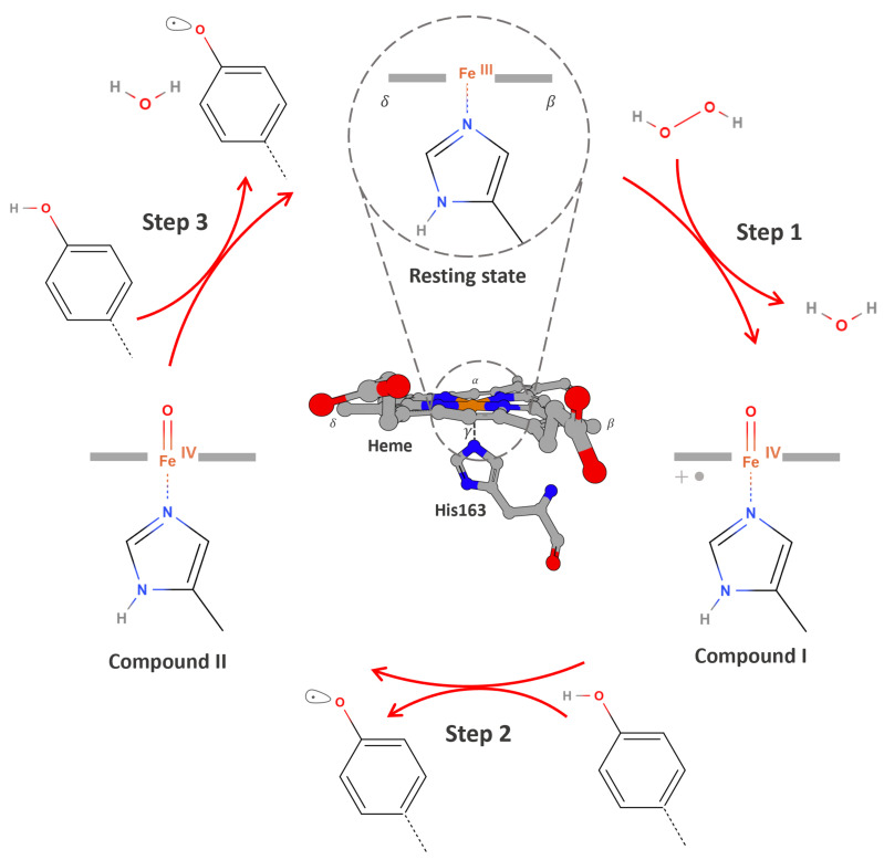 Next-Generation Protein-Ligand Interaction Networks: APEX as a Powerful Technology.