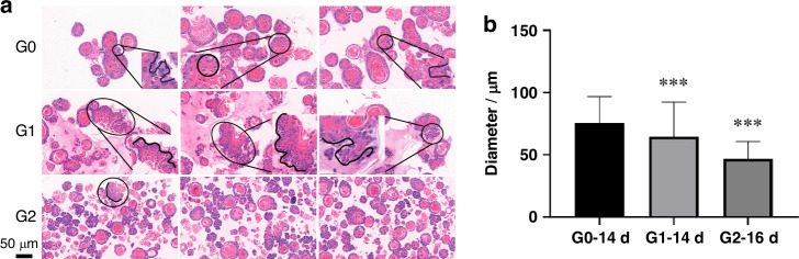 Long-term culture and morphological maturation of taste organoids enhance taste discrimination in a biomimetic biosensor.