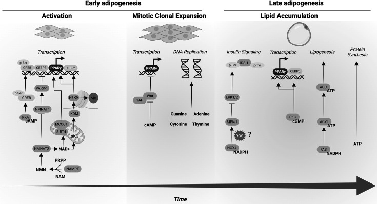 Regulation of adipogenesis by nucleotides.