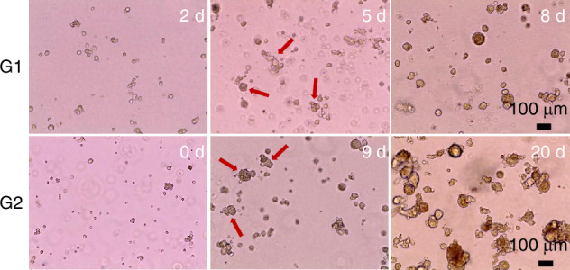 Long-term culture and morphological maturation of taste organoids enhance taste discrimination in a biomimetic biosensor.