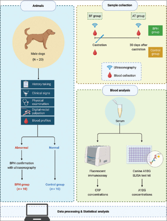 Evaluation of serum alpha-1B glycoprotein and C-reactive protein levels as biomarkers of canine benign prostatic hyperplasia.