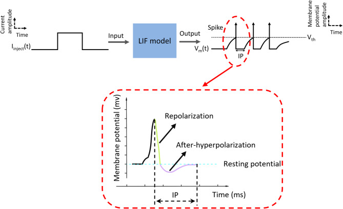 In vivo estimation of motor unit intrinsic properties in individuals with spinal cord injury.