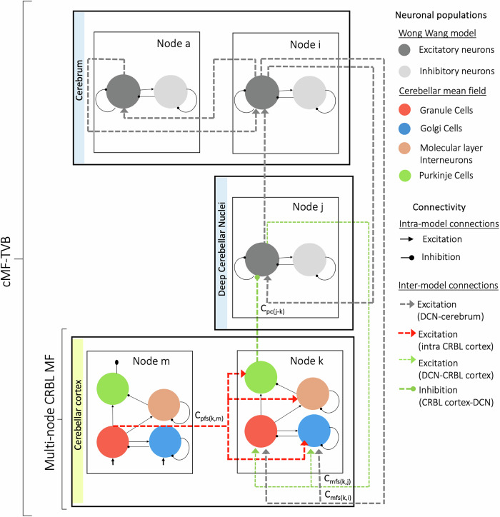 Region-specific mean field models enhance simulations of local and global brain dynamics.