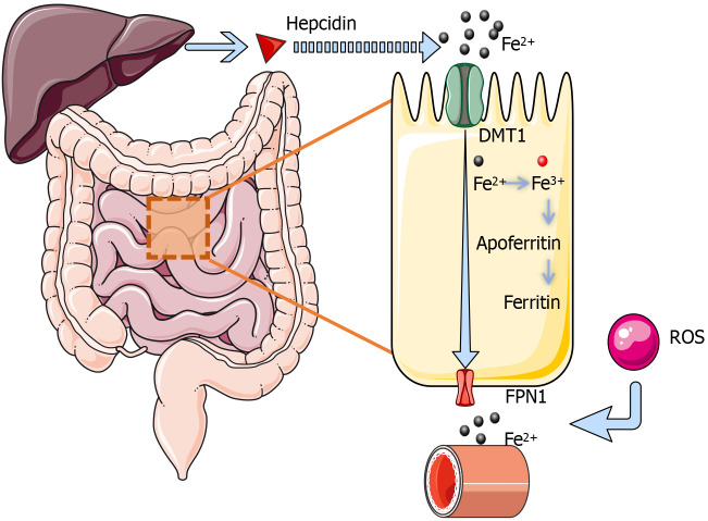 Iron dysregulation, ferroptosis, and oxidative stress in diabetic osteoporosis: Mechanisms, bone metabolism disruption, and therapeutic strategies.